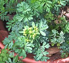 Growing Rue Plant