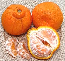 Whole and Partially Peeled Sumo Citrus