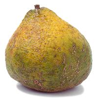 Whole Ugli Fruit