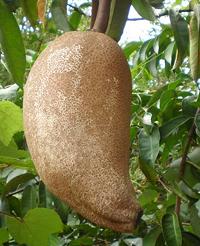 Tallow Tree Fruit on Tree