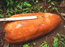 Mkimbo Fruit on Ground