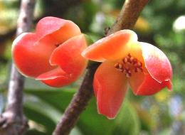 Garcinia Flowers