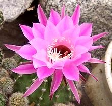 Cactus Flower