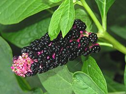 Pokeweed Leaves and Berries