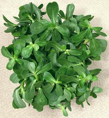 Stems of Purslane Leaves