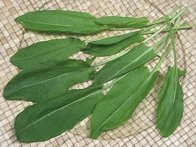 Fresh Garden Sorrel Leaves