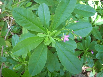 Flowering Water Leaf Plant