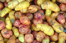 Olluco Root Tubers