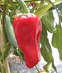 Whole Aleppo Pepper on Plant