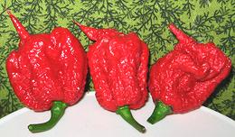 Three Red Carolina Reaper Chilis