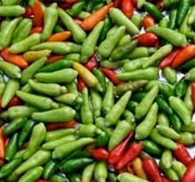 Jamaican Bird Peppers