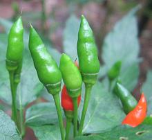 Indian Kanthar Bird Chilis on Bush