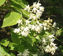 Flowering Jonjoli Branch