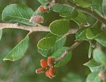 Lemonade Berries on Leafy Branch