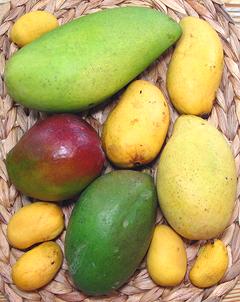 Mango Varieties - Types of Mangoes