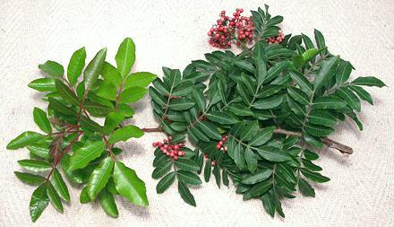 Brazilian Pepper Tree Branch with Berries