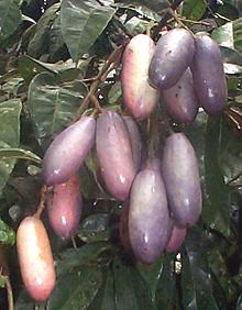 Safou Fruit on Tree