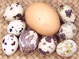 Quail Eggs