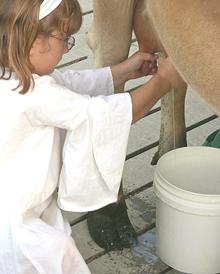 Milk Maid Milking a Cow