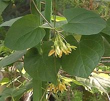 Flowering Cowslip Creeper Plant