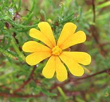 Yellow Star Guinea Flower