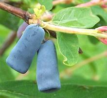 Berries on Branch