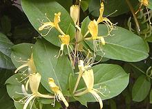 Flowering Honeysuckle Plant