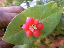 Cluster of Berries