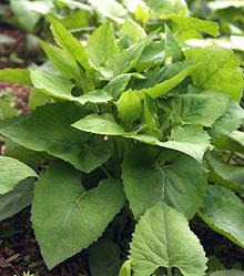 Growing Aster Scaber Plants