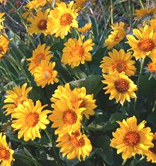 Flowering Balsamroot Plants