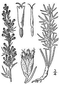 Drawing of Carruth's Sagewort