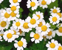 Chamomile flowers