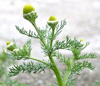 Pineappleweed in Bloom