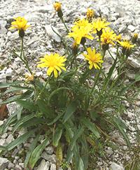 Flowering Hawksbeard Plant