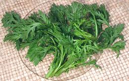 Chrysanthemum Greens