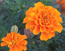 French Marigold Flowers