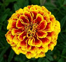 French Marigold Flower