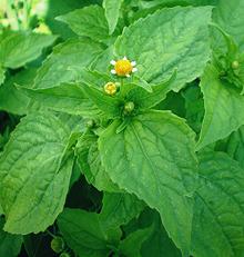 Guasca plant with Flowers