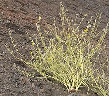 Flowering Skeletonweed Plant