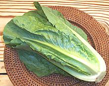 Head of Romaine Lettuce