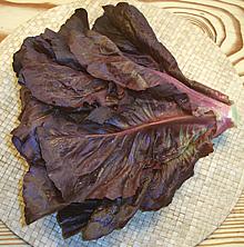 Head of Ruby Lettuce