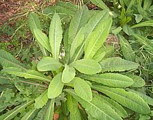 Wild Lettuce Growing Wild