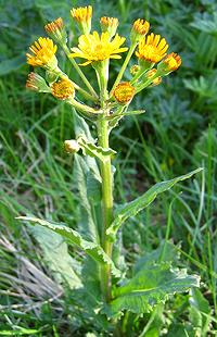 Flowering Marsh Ragwort Plant