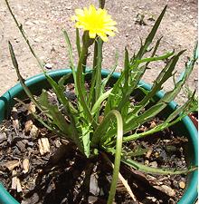 Flowering Murnong Plant