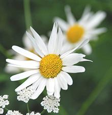 Oxeye Daisy Flowers