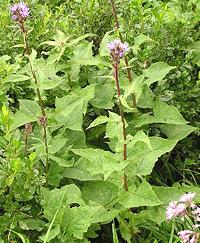 Flowering Alpine Sow Thistle Plant