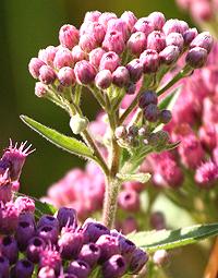 Flowering Sweetscent Plant