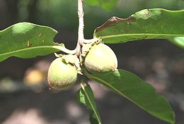 Jackalberries on Tree