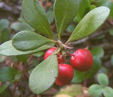 Bearberry Berries on Branch