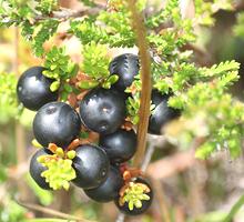 Black Crowberries on Branch